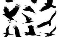 גרפיקה וקטורית להורדה- ציפורים